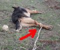 Λάκκωμα Χαλκιδικής: Έσυραν τον σκύλο για να το εξοντώσουν;
