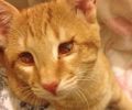 Χάθηκε τυφλή γάτα στη Δάφνη Αττικής