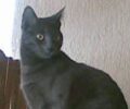Χάθηκε θηλυκή γάτα στη Δάφνη Αττικής