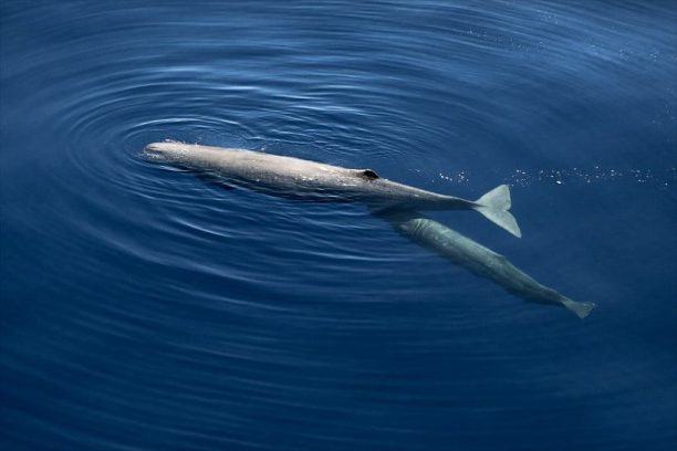 Μια φάλαινα θηλάζει το μωρό της στο Αιγαίο μεταξύ Μυκόνου και Ικαρίας