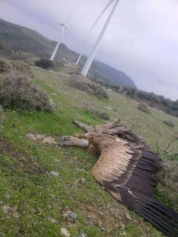 Άλλος ένας γύπας στην Κρήτη θύμα των ανεμογεννητριών