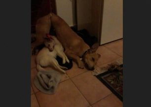 Βόλος: Μπήκαν στο σπίτι τους και τους κρέμασαν τα 2 σκυλιά!