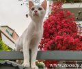 Οι γυναίκες που εγκυμονούν ΔΕΝ κινδυνεύουν από τις γάτες και το τοξόπλασμα