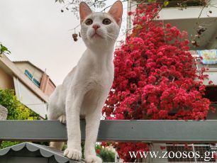 Οι γυναίκες που εγκυμονούν ΔΕΝ κινδυνεύουν από τις γάτες και το τοξόπλασμα