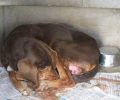 Τρίκαλα: Eγκατέλειψε τον ετοιμοθάνατο σκύλο έξω από το καταφύγιο