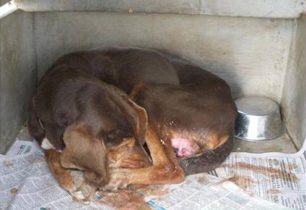 Τρίκαλα: Eγκατέλειψε τον ετοιμοθάνατο σκύλο έξω από το καταφύγιο