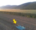 Μικρή ποινή για τον αγρότη που είχε στο χωράφι του δηλητηριασμένο καλαμπόκι για την εξόντωση αγριογούρουνων στην Άδρασσα Κοζάνης