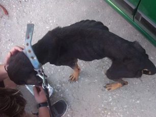 Σκελετωμένο σκυλί στην Παροικιά της Πάρου
