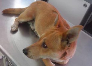 Ποινή - «χάδι» για τον άνδρα που πυροβόλησε σκύλο στην Πάρο αλλά θα του επιβληθεί πρόστιμο 30.000 €