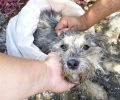 Κιλκίς: Αύριο η δίκη του άνδρα που πέταξε μέσα σε τσουβάλι ζωντανό το σκυλί του στο Σταυροχώρι