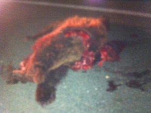 Άλλη μια αρκούδα νεκρή σε τροχαίο στην Εγνατία Οδό μεταξύ Κοζάνης - Γρεβενών