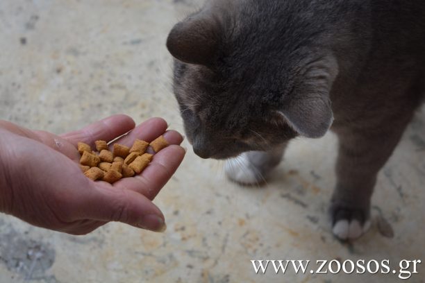 Ζωοφιλική Ένωση Ηλιούπολης: Δεν εγκαταλείπουμε για κανέναν λόγο τα ζώα μας – Δεν αφήνουμε τ’ αδέσποτα χωρίς τροφή