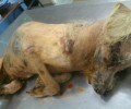 Κερατέα: Γνωρίζουν ποιος κακοποίησε μέχρι θανάτου το σκυλί αλλά δεν τον καταγγέλλουν