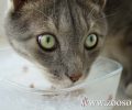 Λευκάδα: Πετούν τα δοχεία απ' τα οποία πίνουν νερό τα ζώα
