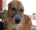 Η σκυλίτσα που της έκοψαν τα αυτιά με κλαδευτήρι στα Μέγαρα ακόμα ψάχνει το δικό της σπιτικό
