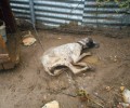Αναβλήθηκε η δίκη του άνδρα βασάνισε μέχρι θανάτου τον σκύλο του στα Τρίκαλα