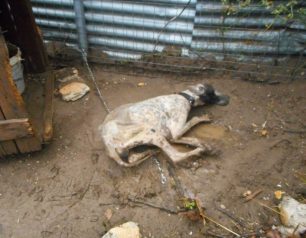 Τρίκαλα: Καταδικάστηκε ο άνδρας που άφησε τον άρρωστο σκύλο του να πεθάνει αλυσοδεμένος από πείνα & δίψα