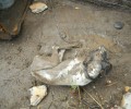 Τρίκαλα: Άλλο ένα κυνηγόσκυλο που πέθανε από την κακομεταχείριση
