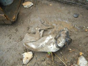 Ποινή «επιβράβευσης» απ' το Εφετείο Λάρισας για κυνηγό που βασάνισε μέχρι θανάτου τον σκύλο του στα Τρίκαλα