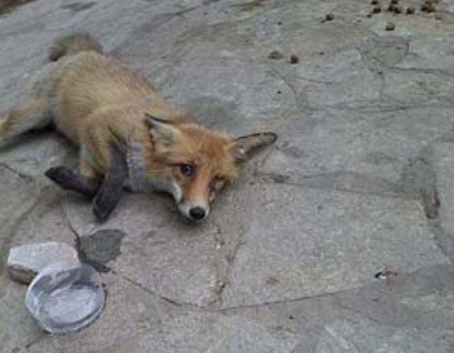 Χαϊδάρι: Πέθανε η αλεπού αφού έφερε σκάγια και από αεροβόλο και από καραμπίνα