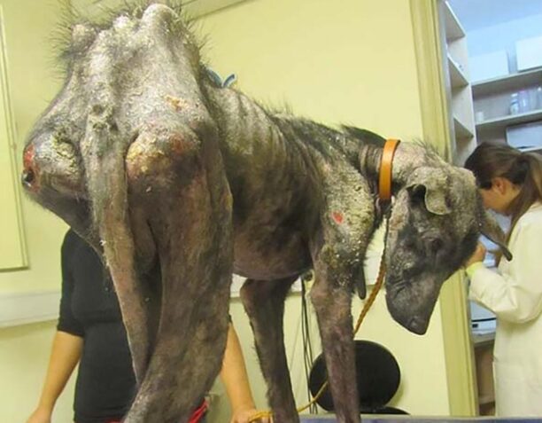 Σοβαρά άρρωστο το σκελετωμένο σκυλί από τα Οινόφυτα αλλά θα τα καταφέρει