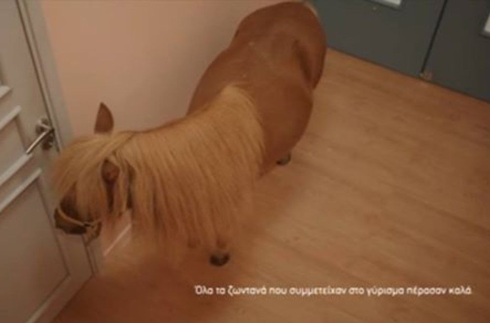 Τα Καρντάσιανς κάνουν «γαργάρα» τον νόμο που προστατεύει τα ζώα