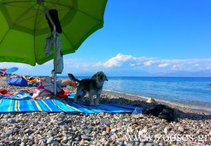 Τρεις παραλίες στις οποίες θα μπορούν να κάνουν μπάνιο και τα σκυλιά όρισε ο Δήμος Θερμαϊκού
