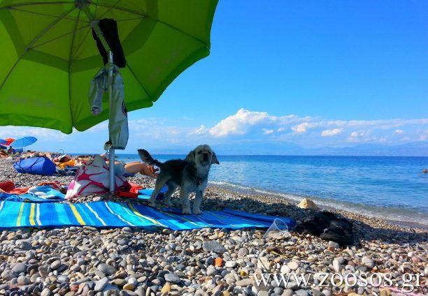 Τρεις παραλίες στις οποίες θα μπορούν να κάνουν μπάνιο και τα σκυλιά όρισε ο Δήμος Θερμαϊκού