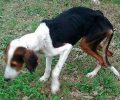 Τρίκαλα: Άρρωστη και σκελετωμένη σκυλίτσα έτρωγε λάσπη για να επιβιώσει