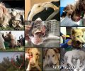10+ διασώσεις ζώων στην Ελλάδα το 2016 που μας κάνουν να μη χάνουμε την ελπίδα μας…