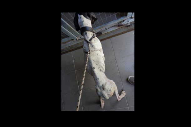 Χαϊδάρι: Αναβλήθηκε η δίκη του κυνηγού που κακοποιούσε τα σκυλιά του