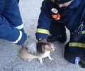 Πτολεμαΐδα: Οι πυροσβέστες έσωσαν την γάτα που είχε σφηνώσει στην κονσέρβα (βίντεο)