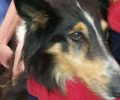 Μικρή ποινή για την γυναίκα που κακοποιούσε επί 7 χρόνια το σκυλί της στο Μοσχάτο