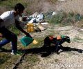 Επίπληξη στους 3 δράστες που έκαψαν τον σκύλο από Μονομελές Δικαστήριο Ανηλίκων Άρτας