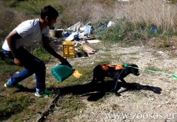 Επίπληξη στους 3 δράστες που έκαψαν τον σκύλο από Μονομελές Δικαστήριο Ανηλίκων Άρτας