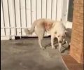 Κορωπί: Έκκληση για τη σωτηρία του σκύλου που επιτίθεται στον εαυτό του (βίντεο)