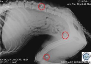 Βόλος: Ο σκύλος περιφερόταν άρρωστος και πυροβολημένος από αεροβόλο