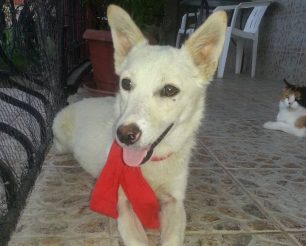 Εγκατέλειψε την σκυλίτσα στον δρόμο στην Αλεξάνδρεια Ημαθίας