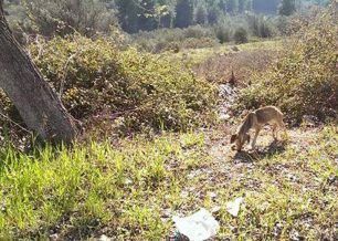 Έκκληση για το σκελετωμένο και άρρωστο σκυλί στην Χασιά Αττικής