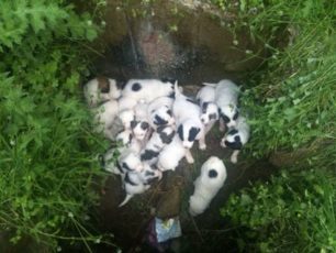 Ελασσόνα: Βρήκε 20 κουτάβια ζωντανά σε τσουβάλι πεταμένα σε ρέμα