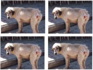 Σκελετωμένος και άρρωστος σκύλος στο Καστράκι της Καλαμπάκας Τρικάλων