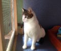 Χάθηκε αρσενική στειρωμένη γάτα στην πλατεία Γκύζη στην Αθήνα