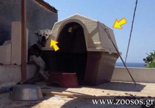 Σύρος: Αθωώθηκε λόγω αμφιβολιών παρά την κακοποίηση του σκύλου του