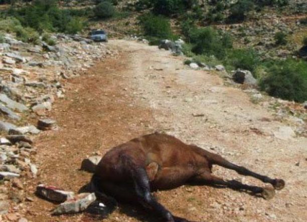 Σκότωσαν άλογο στον Πεταλά Αιτωλοακαρνανίας