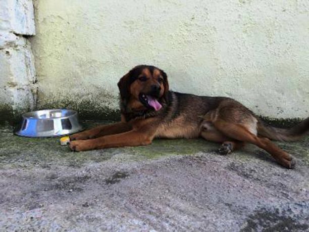 Ο σκύλος γλύτωσε από το τσεκούρι στην Μεταμόρφωση Κοζάνης και χρειάζεται το δικό του σπιτικό!