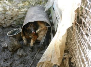 Κρήτη: Δόθηκε εισαγγελική εντολή για την αφαίρεση των ζώων του παράνομου εκτροφέα στο Παϊδοχώρι Χανίων