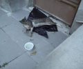 Καβάλα: Γάτα έμεινε παράλυτη επειδή κάποιος την πυροβόλησε με αεροβόλο
