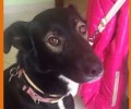 Χάθηκε σκύλος στο Χαλάνδρι Αττικής
