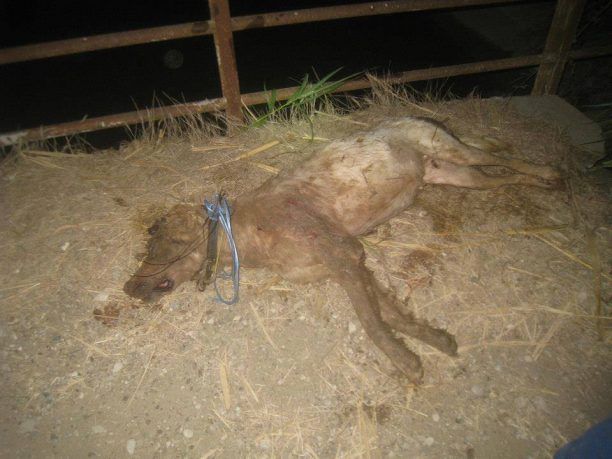 Λαστέικα Ηλείας: Πυροβόλησε και έσυρε στην άσφαλτο τον σκύλο αλλά κανείς δεν τον καταγγέλλει
