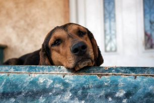Έκκληση για την σωτηρία των σκυλιών που αργοπεθαίνουν εγκαταλελειμμένα στην Σαλαμίνα